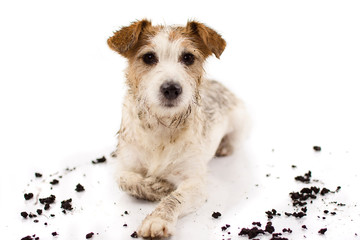DIRTY JACK RUSSELL DOG LYING DOWN AND LOOKING AT CAMERA AFTER PLAY IN A MUD PUDDLE ISOLATED ON WHITE BACKGROUND. STUDIO SHOT. COPY SPACE.