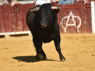 toro español corriendo en plaza de toros