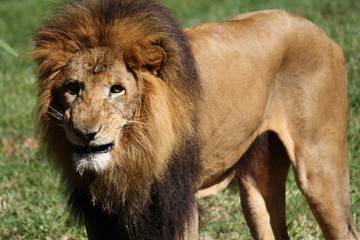 Lion 2