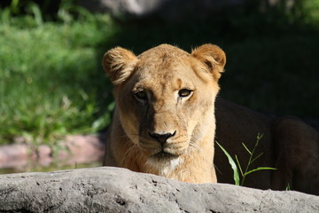 Portrait of Lioness