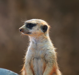 Meerkat