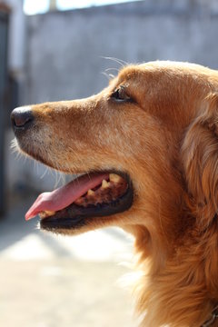 portrait of a dog