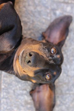 eye of a dog