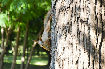 squirrel on tree