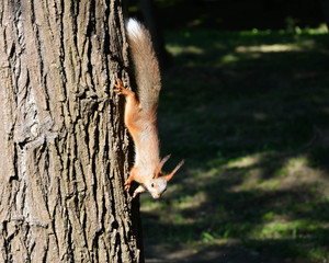 squirrel on tree