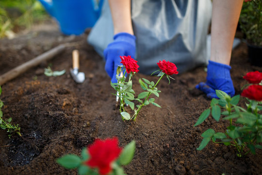 Photo of young agronomist woman in rubber glovers planting red roses in garden
