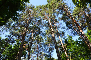tree in the sky