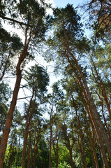 Fototapeta premium trees and sky