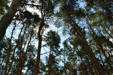 trees and sky