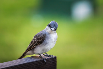 beautiful bird