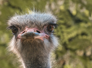 Ostrich portrait looking funny into the camera