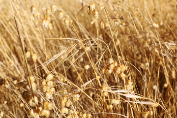 View of a beautiful golden field on a sunny day