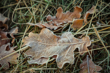Eichenblätter mit Raureif im Winter