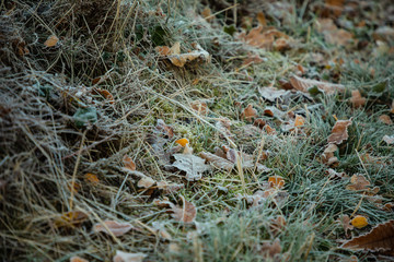 Eichenblätter mit Raureif im Winter