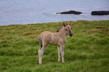 Cute Icelandic dun foal looking into the camera.