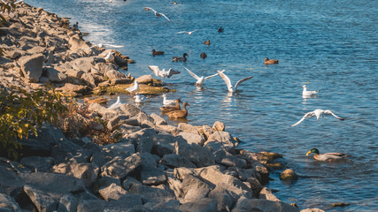 Gulls and ducks at Vilshofen-Danube-Bavaria-Germany