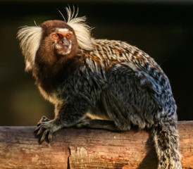 Cute common marmoset on a branch