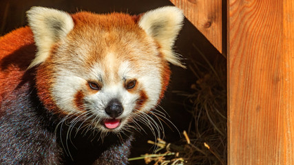 Cute red bear-cat