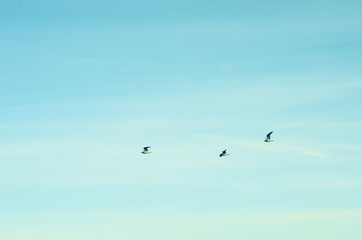 Obraz premium Three birds in flight 