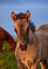 Portrait of a cute Icelandic dun foal in a midsummer night in Iceland.