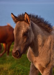 Portrait of a cute Icelandic dun foal in a midsummer night in Iceland.
