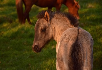 Portrait of a cute Icelandic dun foal in a midsummer night in Iceland.