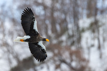Adult Steller's sea eagle in flight. Winter Mountain background. Scientific name: Haliaeetus pelagicus. Natural Habitat. Winter Season.
