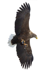 Adult White-tailed eagle with fish in flight. Isolated on White background. Scientific name: Haliaeetus albicilla, the ern, erne, gray eagle, Eurasian sea eagle and white-tailed sea-eagle.