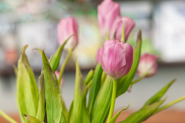 tulips flower on bokeh background