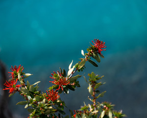 Flowers by a lake