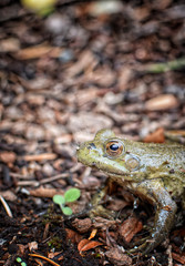 Green Frog (Lithobates clamitans) portrait