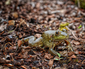 Green Frog (Lithobates clamitans) 3/4 view