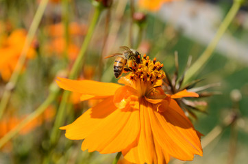 Bee Pollinating on Orange Flower