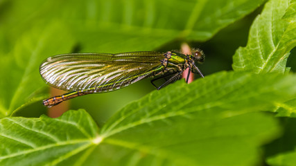 Macro of dragonfly on leaf