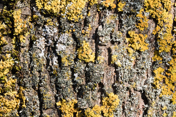 Tree bark texture