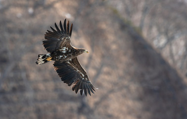 Juvenile White tailed eagle in flight. The slope of the mountain in the background. Scientific name: Haliaeetus albicilla, also known as the ern, erne, gray eagle, white-tailed sea eagle.
