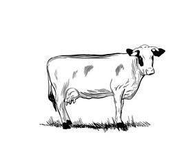 Cow-2. Animal husbandry. Cow and farm in graphic style from hand drawing image. Set of vector scetches.