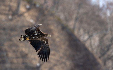 Juvenile White tailed eagle in flight. The slope of the mountain in the background. Scientific name: Haliaeetus albicilla, also known as the ern, erne, gray eagle, white-tailed sea eagle.