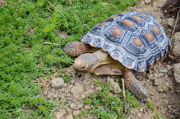 Sweet Desert Tortoise Eating in Nature