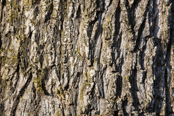 Tree bark texture
