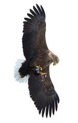 Adult White-tailed eagle with fish in flight. Isolated on White background. Scientific name: Haliaeetus albicilla, the ern, erne, gray eagle, Eurasian sea eagle and white-tailed sea-eagle.