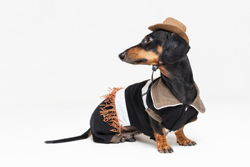 portrait of cute dachshund dog with Cowboy costume and western hat isolated on gray background....