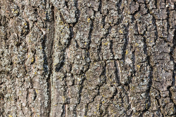 Tree bark texture