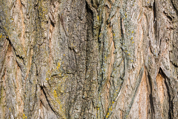 Tree bark texture