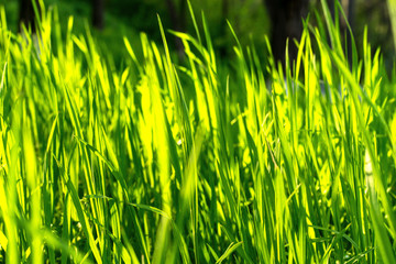 Summer meadow with green grass. grass background