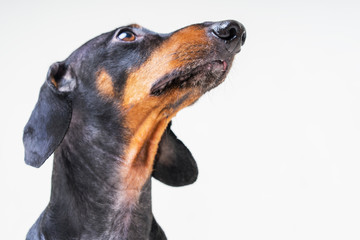 Closeup headshot portrait of a dog dachshund looking up, on a gray background