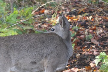 Deer. Shiloh Ranch Regional Park in southeast Windsor includes oak woodlands, forests of mixed evergreens, ridges with sweeping views of the Santa Rosa Plain, canyons, rolling hills, a shaded creek,.