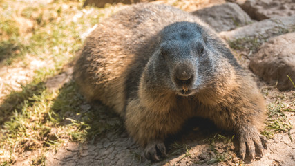 Portait of a cute groundhog