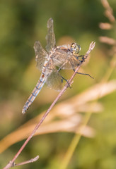 Macro of dragonfly on branch