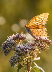 Macro of orange butterfly on flower